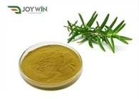 Rosemary Powder Extract 5% Rosmarinic Acid